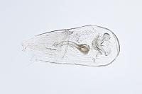 Glaucolepis melanoptera