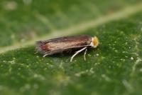 Stigmella paradoxa