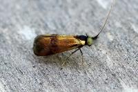 Nemophora minimella
