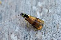Nemophora minimella