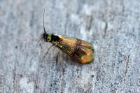 Nemophora minimella