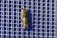 Crocidosema plebejana