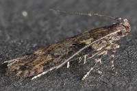 Scrobipalpa costella