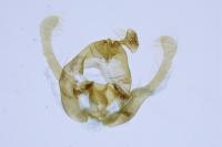 Endothenia gentianaeana