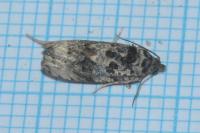 Endothenia gentianaeana