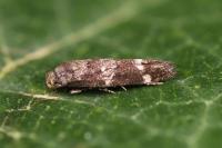 Mompha subbistrigella