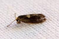 Incurvaria oehlmanniella