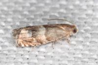 Pammene oxycedrana