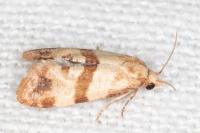 Phalonidia contractana