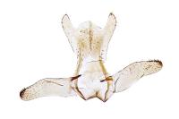 Bucculatrix cristatella