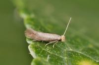 Bucculatrix cristatella