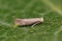 Bucculatrix cristatella