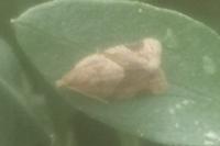 Clepsis peritana