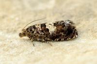 Epiblema costipunctana