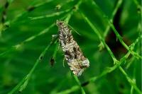 Celypha lacunana
