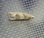 Eucosma conterminana