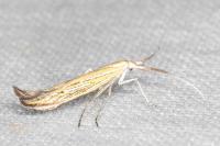 Coleophora ornatipennella