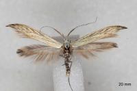 Coleophora ornatipennella