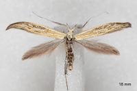 Coleophora ornatipennella