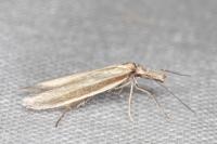 Pleurota pungitiella
