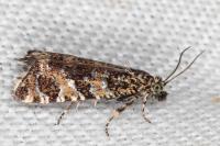 Olethreutes stibiana