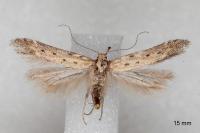 Metzneria paucipunctella