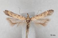 Metzneria paucipunctella