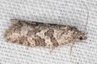 Cnephasia communana