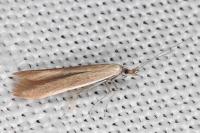 Coleophora niveicostella