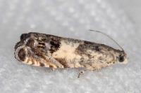 Cydia vallesiaca