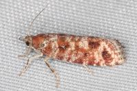 Rhyacionia miniatana