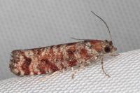 Rhyacionia miniatana