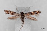 Mompha miscella