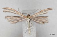 Merrifieldia spicidactyla