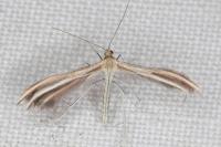 Merrifieldia spicidactyla
