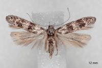 Exoteleia dodecella