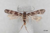 Exoteleia dodecella
