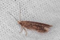 Stomopteryx spathulella