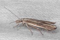 Sophronia semicostella