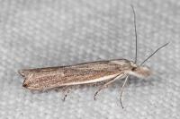 Sophronia semicostella