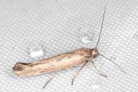Scythris dissimilella
