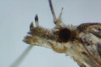 Alucita desmodactyla