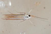 Coleophora