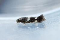 Elachista consortella