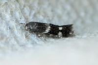 Elachista consortella