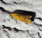 Lathronympha strigana