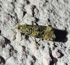 Celypha lacunana