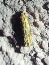 Eucosma gr. cana