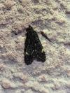 Dichomeris alacella
