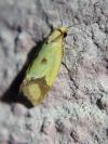 Agapeta zoegana